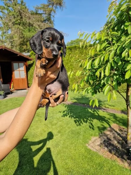 cuccioli di bassotto tedesco maschio e femmina | Foto 1