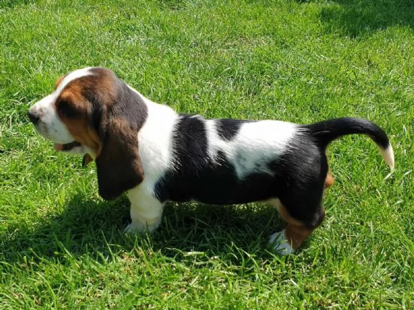 splendidi cuccioli di bassethound | Foto 4
