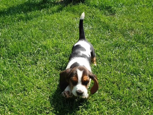 splendidi cuccioli di bassethound | Foto 3