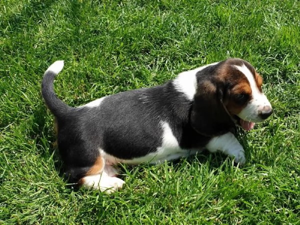 splendidi cuccioli di bassethound | Foto 2