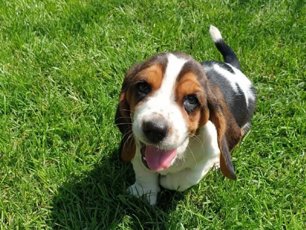 splendidi cuccioli di bassethound | Foto 1