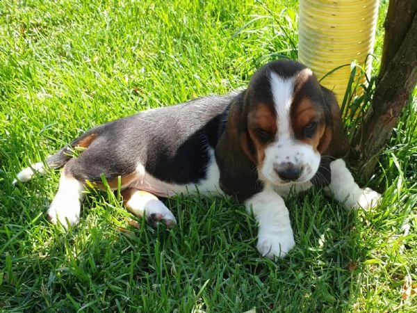 splendidi cuccioli di bassethound