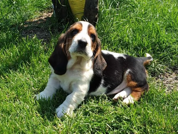 splendidi cuccioli di bassethound | Foto 0