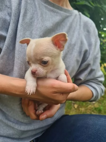 eccellente chihuahua cuccioli | Foto 1