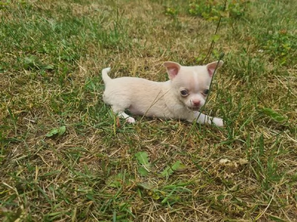 eccellente chihuahua cuccioli | Foto 0