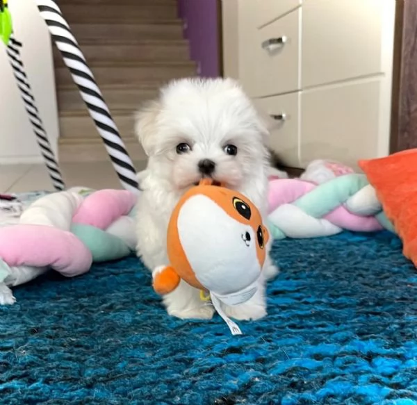 cuccioli maltesi con pedigree