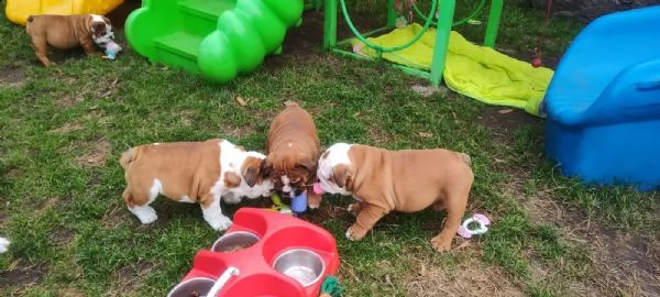 cuccioli di bulldog inglese con pedigree fci.