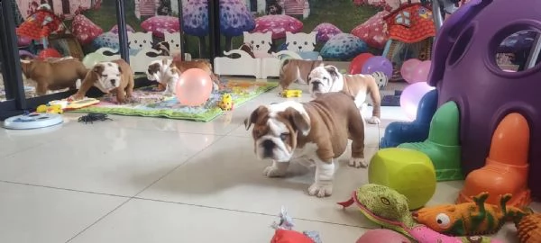 cuccioli di bulldog inglese con pedigree fci. | Foto 3