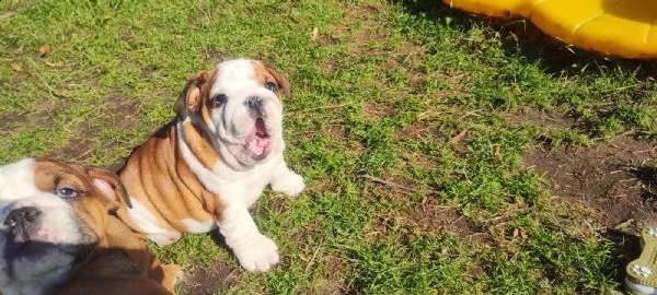 cuccioli di bulldog inglese con pedigree fci. | Foto 2