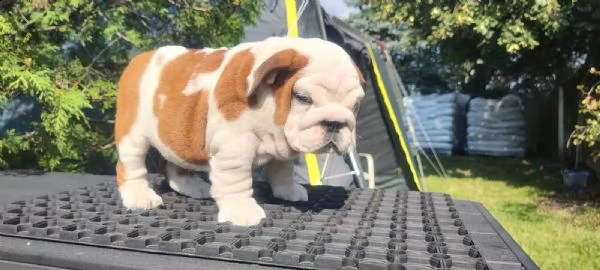 cuccioli di bulldog inglese con pedigree fci. | Foto 1
