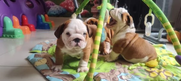 cuccioli di bulldog inglese con pedigree fci. | Foto 0