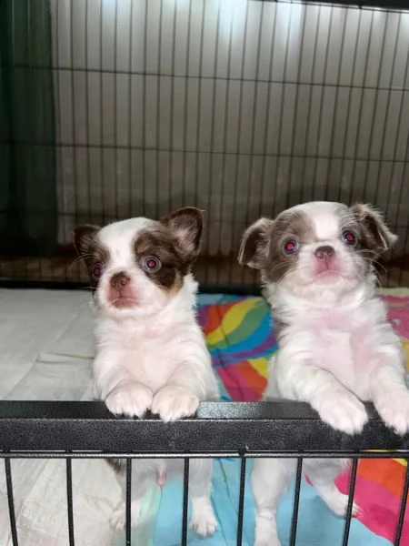 cuccioli di chihuahua di razza pura | Foto 0