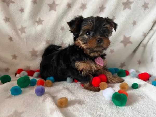 Yorkshire Terrier di razza | Foto 1