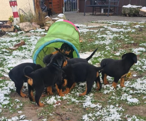 Cuccioli di rottweiler maschi e femmine