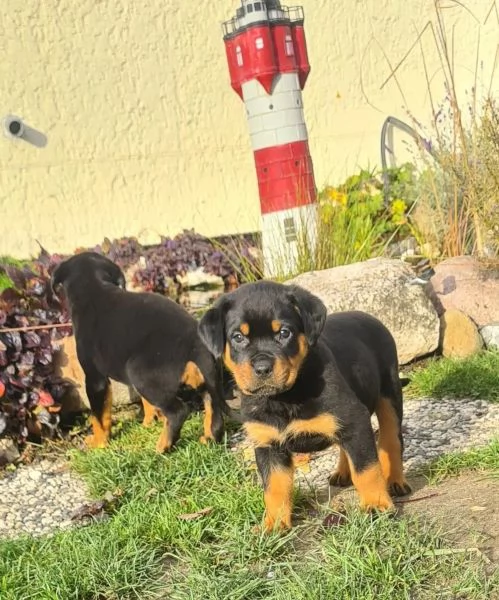 Cuccioli di rottweiler maschi e femmine | Foto 2