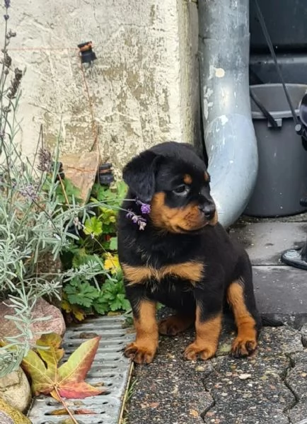 Cuccioli di rottweiler maschi e femmine | Foto 1