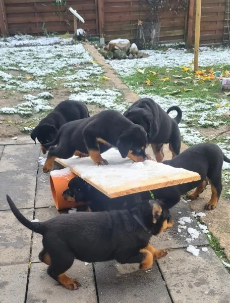 Cuccioli di rottweiler maschi e femmine | Foto 0