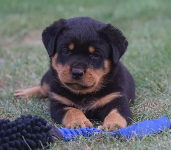 Cuccioli di razza Rottweiler nati in casa | Foto 2