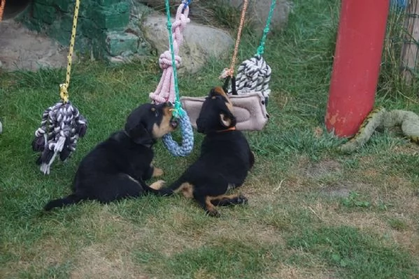 Cuccioli di razza Rottweiler nati in casa | Foto 0