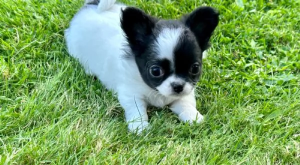 Cuccioli di Chihuahua Toy | Foto 1