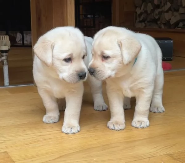 Bellissimi cuccioli di Labrador giallo, di razza pura, con documenti