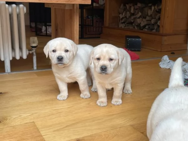 Bellissimi cuccioli di Labrador giallo, di razza pura, con documenti | Foto 1