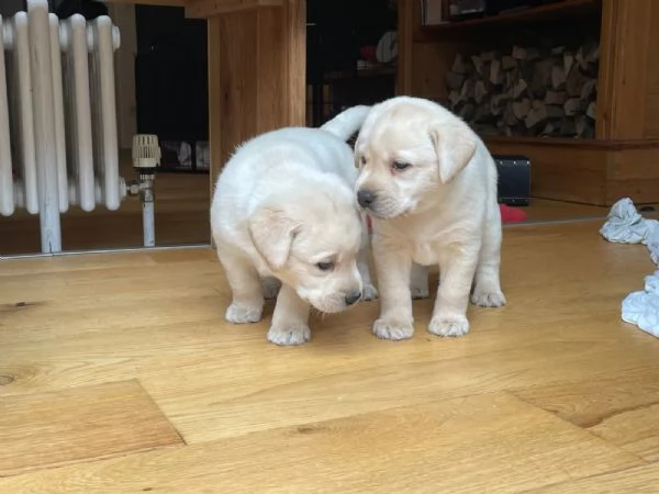 Bellissimi cuccioli di Labrador giallo, di razza pura, con documenti | Foto 0