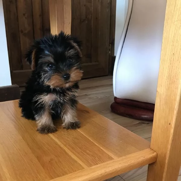 Cuccioli di Yorkshire Terrier | Foto 2