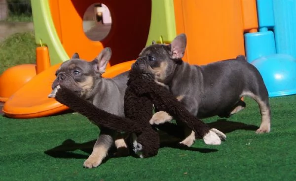 BOULEDOGUE FRANCESI DI ALTA GENEALOGIA | Foto 2