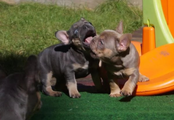 BOULEDOGUE FRANCESI DI ALTA GENEALOGIA | Foto 1