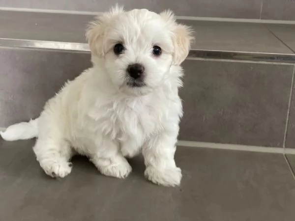 cuccioli di maltese | Foto 1