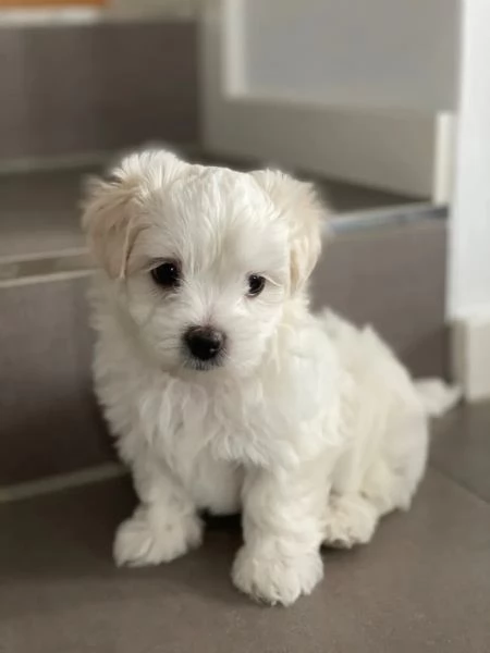 Cuccioli di maltese toy | Foto 2