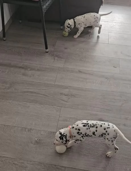 Dispone di favolosi cuccioli di dalmata | Foto 1