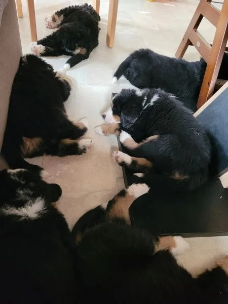 Cuccioli di Bovaro del Bernese!!