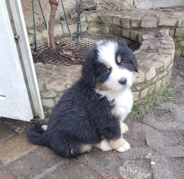 Cuccioli di Bovaro del Bernese!! | Foto 1