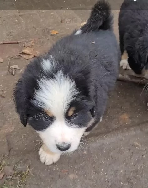 Disponibili splendidi Cuccioli di Bovaro del Bernese | Foto 1