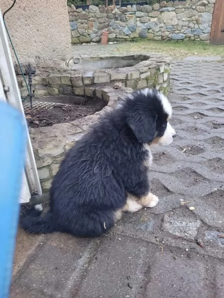 Disponibili splendidi Cuccioli di Bovaro del Bernese | Foto 0