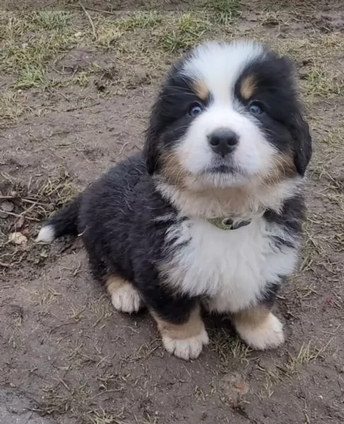 Cuccioli Bovaro del Bernese con Pedigree | Foto 0