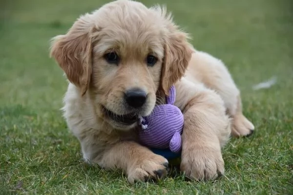 Bellissimi cuccioli di Golden Retriever subito disponibili
