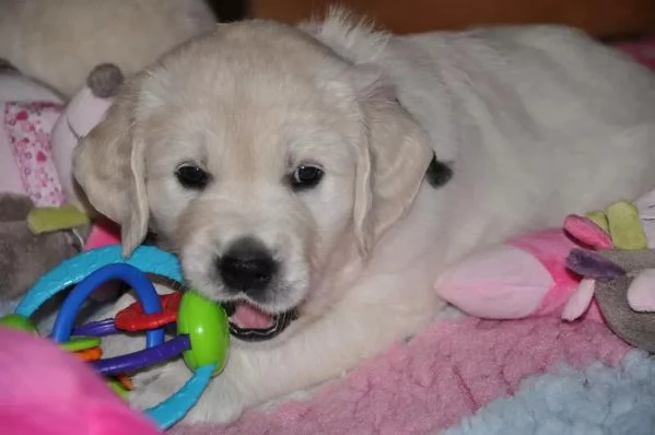 Bellissimi cuccioli di Golden Retriever subito disponibili | Foto 1
