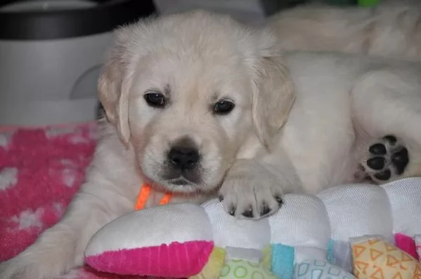 Bellissimi cuccioli di Golden Retriever subito disponibili | Foto 0