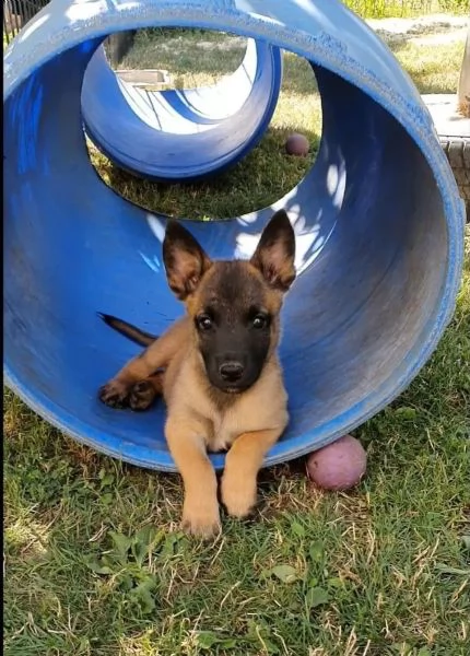 Cuccioli di Pastore belga Malinois