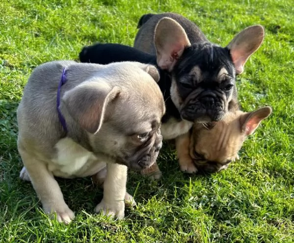 5 bellissimi cuccioli di Bulldog francese | Foto 3