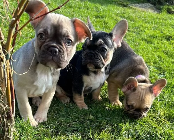 5 bellissimi cuccioli di Bulldog francese