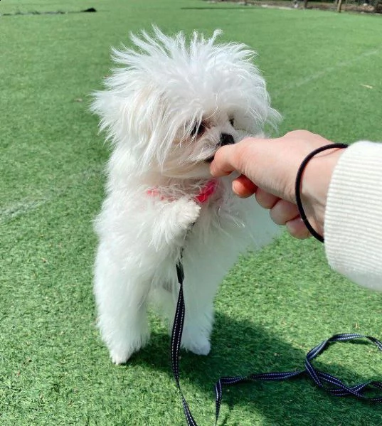 regalo adorabili cuccioli  maltese bianco  femminucce e maschietti