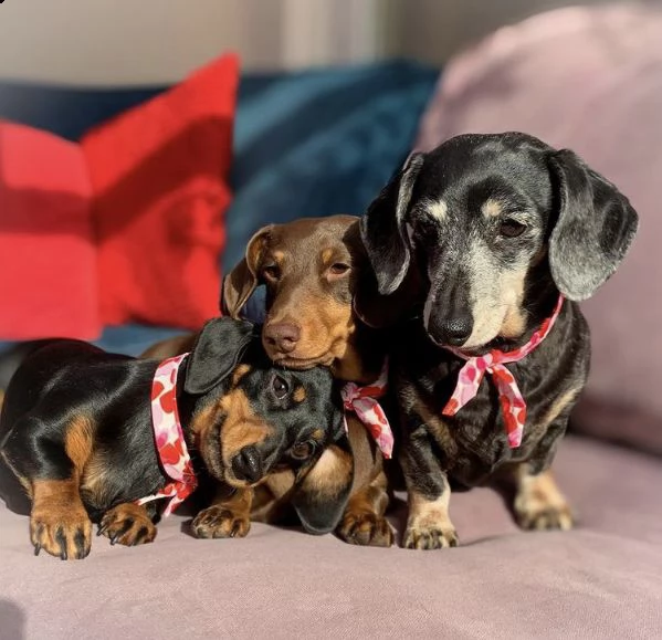 regalo adorabili cuccioli  bassotto (dachshund) femminucce e maschietti disponibili