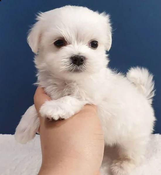 regalo adorabili cuccioli maltese   bianco 