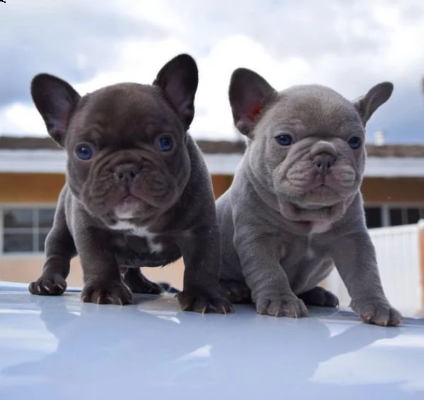 cuccioli di bulldog francese per