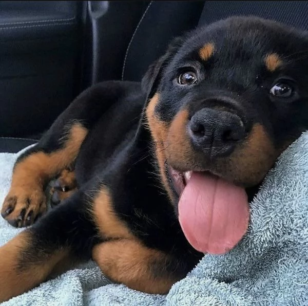 regalo bellissimi maschi e femmine rottweiler  cuccioli