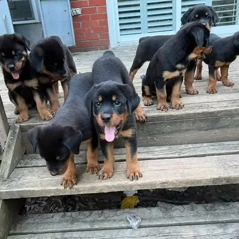 regalo cuccioli rottweiler 